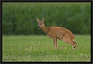 ree _MG_1021